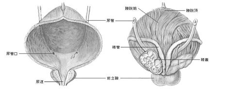 陰茎 大 図鑑|男性生殖器の構造 .